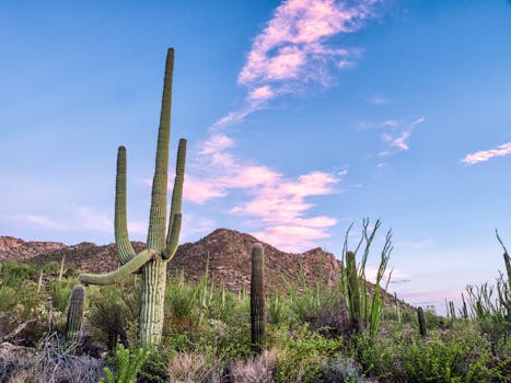 Tucson, AZ business